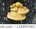 Laetiporus sulphureus 126895961