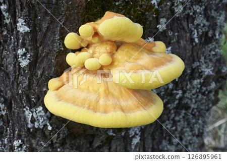 Laetiporus sulphureus 126895961