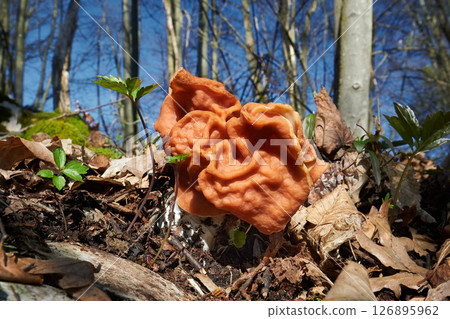 Discina fastigiata Discina fastigiata 126895962