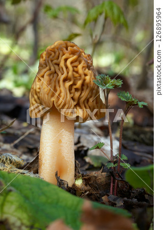 Edible mushrooms Ptychoverpa bohemica 126895964