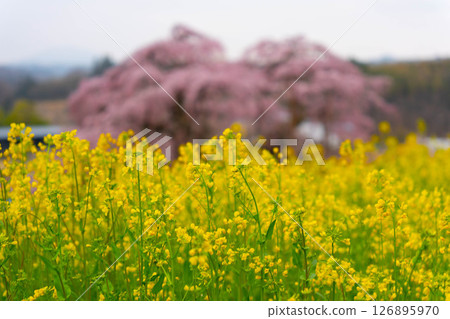 景觀與油菜花和櫻花 景觀與油菜花和櫻花 126895970