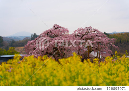 油菜花田裡盛開的垂枝櫻花 126895971