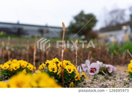 Flowers blooming by the roadside Flowers blooming by the roadside 126895973