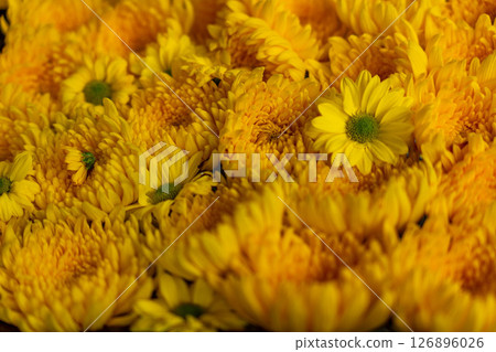 黃色菊花花 126896026
