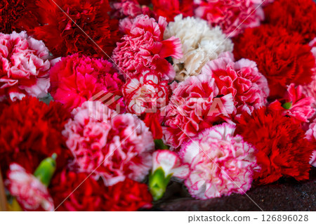 紅花 紅花 126896028
