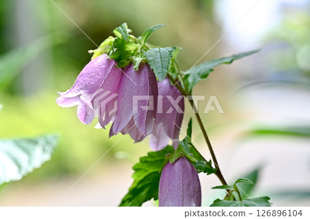 螢火蟲刷 126896104