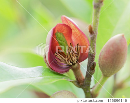 木蘭科（Magnoliaceae）的香花 126896146