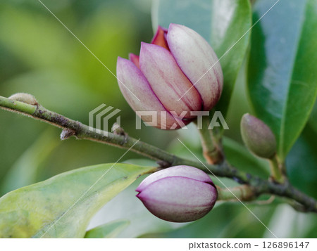 Fragrant flowers of Magnoliaceae (Magnoliaceae) 126896147