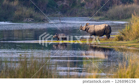 Greater One-horned Rhinoceros, Royal Bardia National Park, Nepal 126896156
