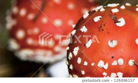 Fly Agaric, Sierra de Guadarrama National Park, Spain Fly Agaric, Sierra de Guadarrama National Park, Spain 126896157