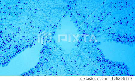 Lillium 0vary 126896159