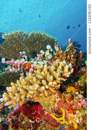 Coral Reef, South Ari Atoll, Maldives 126896168