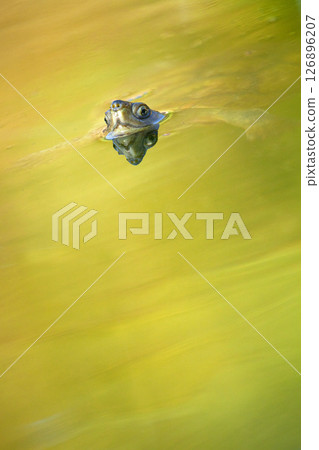 Mediterranean Pond Turtle, Monfrague National Park, Spain 126896207