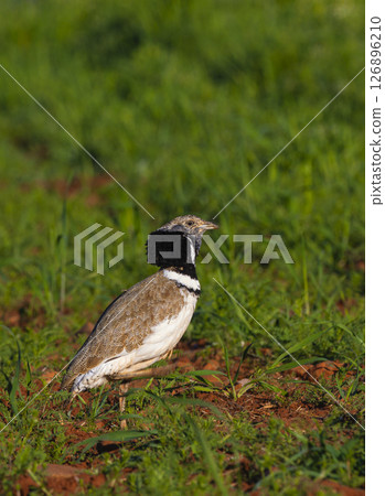 Little Bustard, Spain 126896210