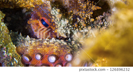 Common Octopus, Cabo Cope-Puntas del Calnegre Natural Park, Spain 126896232