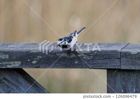 A resident bird, Motiliidae, perched on the railing of a bridge. 126896479
