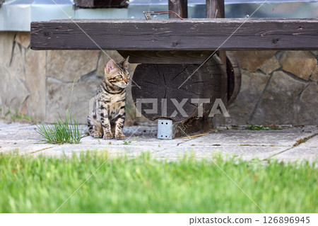 Elegant Bengal Kitten Portrait with Expressive, Captivating Eyes Elegant Bengal Kitten Portrait with Expressive, Captivating Eyes 126896945