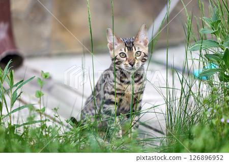 A Bengal kitten frolics in lush green grass A Bengal kitten frolics in lush green grass 126896952