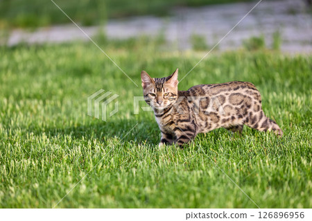 A captivating image of a Bengal kitten exuding charm and tender grace A captivating image of a Bengal kitten exuding charm and tender grace 126896956