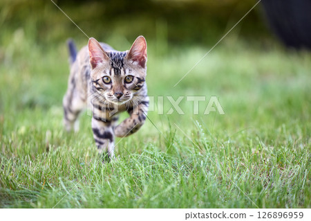 A captivating image of a Bengal kitten exuding charm and tender grace 126896959