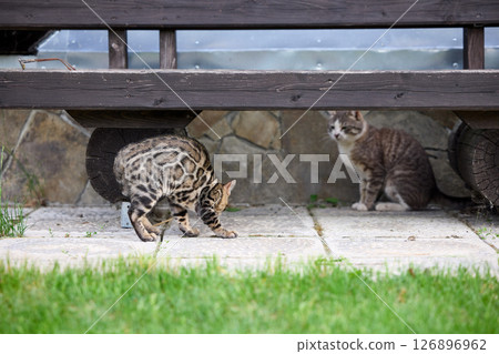 Bengal Kitten Hissing at Adult Cat on Grass Lawn Bengal Kitten Hissing at Adult Cat on Grass Lawn 126896962
