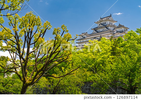 《兵庫縣》姬路城：初夏的綠色季節 126897114