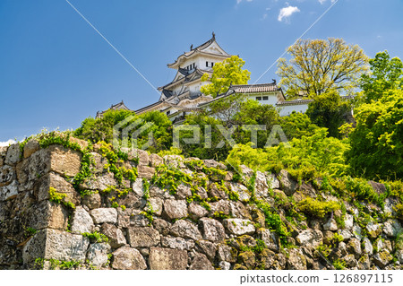 《兵庫縣》姬路城：初夏的綠色季節 126897115