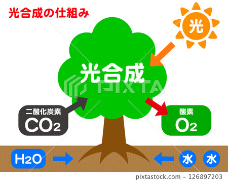 自然、樹木和光合作用機制的插圖2 126897203