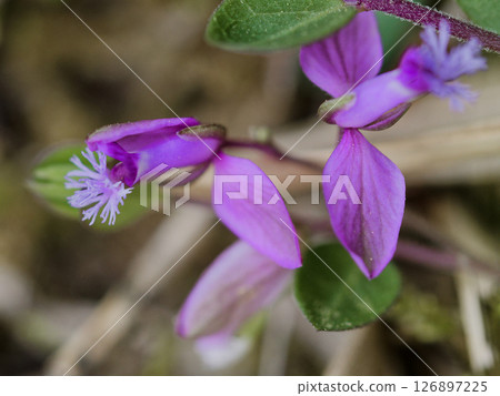 Polygala japonica flower 126897225