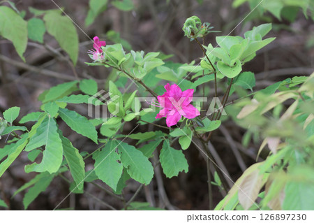 杜鵑花的開花 杜鵑花的開花 126897230