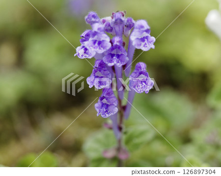 Skullcap Skullcap 126897304