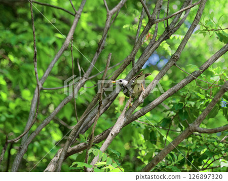 Young Starling Perched on a Branch 126897320