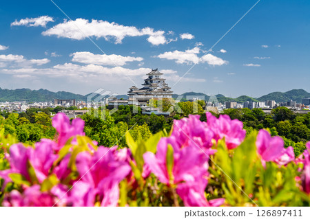Himeji Castle and azalea flowers in Hyogo Prefecture 126897411