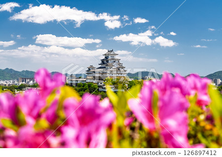 Himeji Castle and azalea flowers in Hyogo Prefecture 126897412