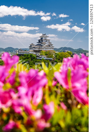 兵庫縣的姬路城和杜鵑花 126897413