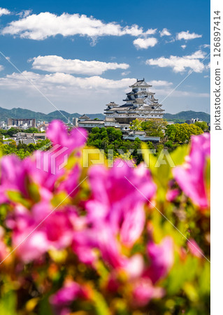 兵庫縣的姬路城和杜鵑花 126897414