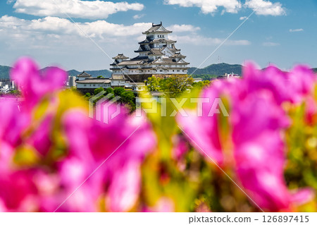 Himeji Castle and azalea flowers in Hyogo Prefecture 126897415