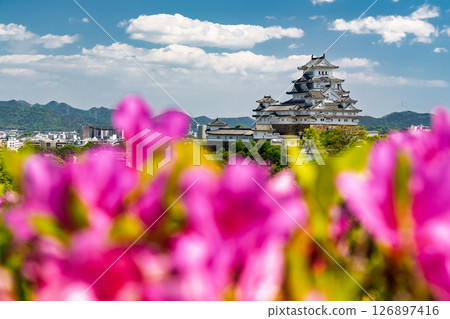 兵庫縣的姬路城和杜鵑花 126897416