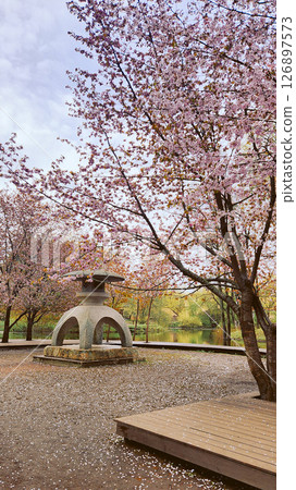 Sakura cherry blossoms in park in spring. Cherry flower petals fly in air. Branches of blossoming flowering plants on natural background. Fresh green tree leaves of light outdoors. High quality photo 126897573