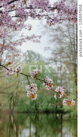 Sakura cherry blossoms in park in spring. Cherry flower petals fly in air. Branches of blossoming flowering plants on natural background. Fresh green tree leaves of light outdoors. High quality photo Sakura cherry blossoms in park in spring. Cherry flower petals fly in air. Branches of blossoming flowering plants on natural background. Fresh green tree leaves of light outdoors. High quality photo 126897608