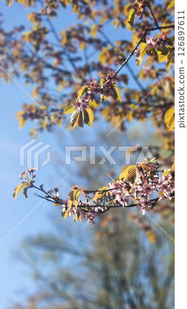 Sakura cherry blossoms in park in spring. Cherry flower petals fly in air. Branches of blossoming flowering plants on natural background. Fresh green tree leaves of light outdoors. High quality photo 126897611