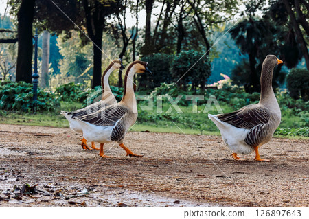 Geese with distinctive plumage feed on grass in an urban park setting, depicting nature's interaction within a city environment. Vibrant greenery accents the scene.  126897643