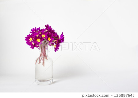 Fresh natural bouquet Primula spring flowers in glass vase on white background Fresh natural bouquet Primula spring flowers in glass vase on white background 126897645