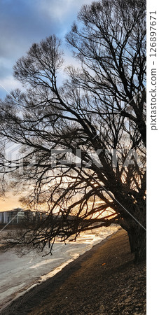 Leafless tree stands prominently by a riverside under a cloudy sky at dusk, with buildings in the distance. Soft reflections on icy water create a serene winter scene.  Leafless tree stands prominently by a riverside under a cloudy sky at dusk, with buildings in the distance. Soft reflections on icy water create a serene winter scene.  126897671