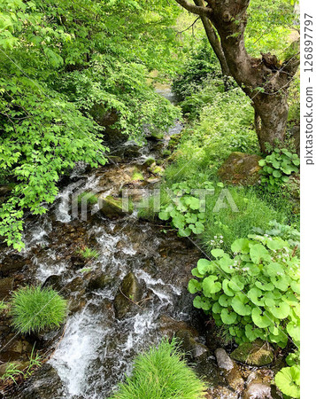 Nature mountain stream Nature mountain stream 126897797