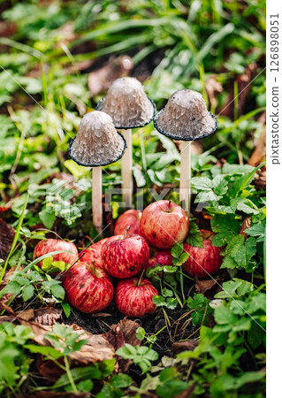 Lawyer's wig mushrooms growing near red apples on green grass 126898051