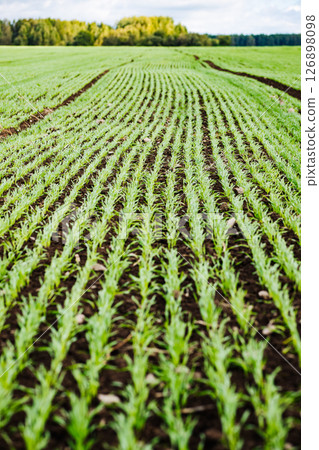 Young wheat growing in the field with perfect lines and forest in background Young wheat growing in the field with perfect lines and forest in background 126898098