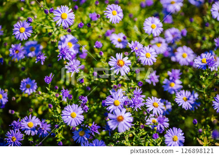 Purple aromatic aster flowers blooming in garden during summer day Purple aromatic aster flowers blooming in garden during summer day 126898121