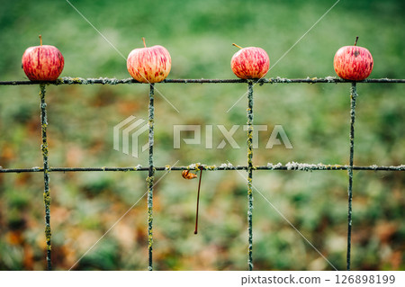 Four ripe apples resting on a rusty metal fence in autumn 126898199