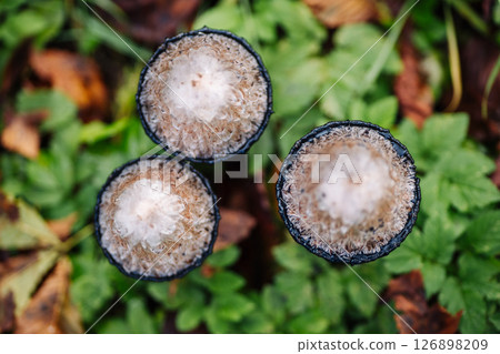 Hare's foot inkcap mushrooms growing in green grass 126898209